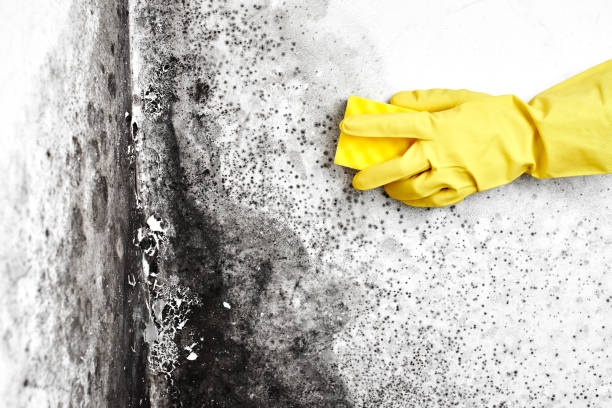 Office Mold Removal Services in Merced, CA