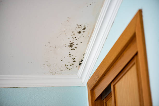 Best Best Mold Removal Companies  in Merced, CA