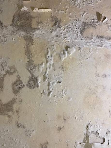 Best Mold Inspection  in Merced, CA