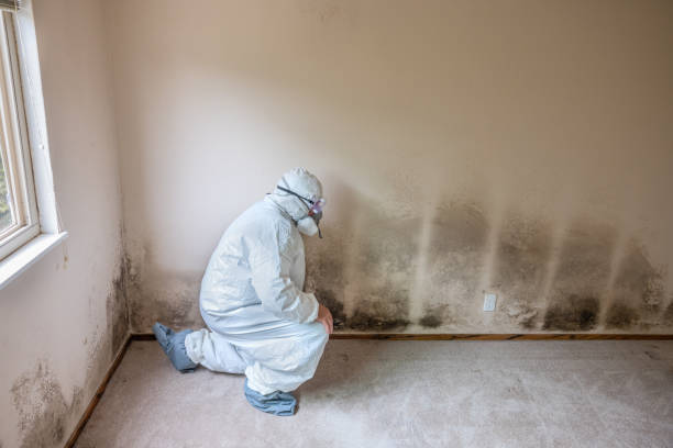 Best Mold Remediation  in Merced, CA