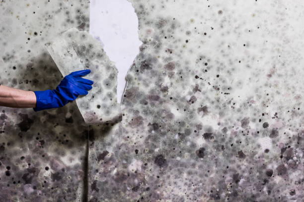 Best Local Mold Removal Service  in Merced, CA