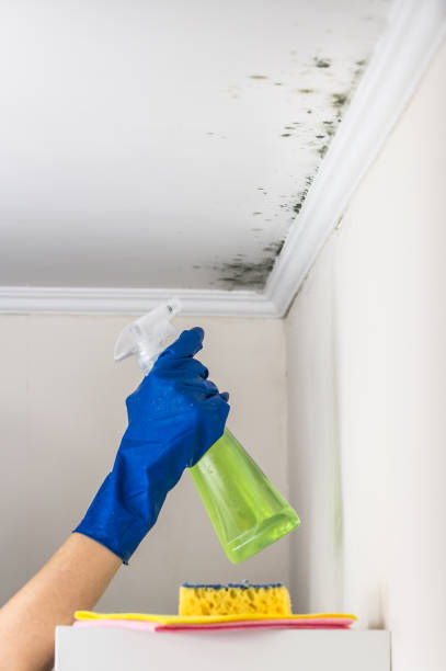 Best Mold Removal Company Near Me  in Merced, CA