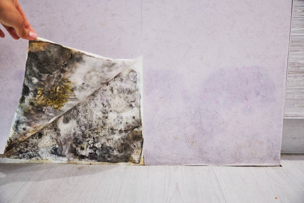 Best Residential Mold Removal  in Merced, CA